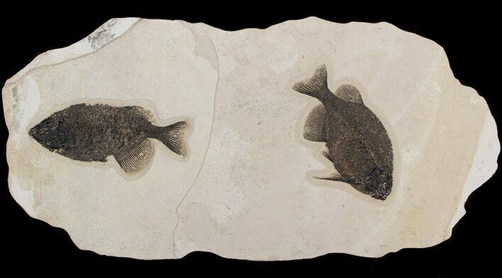 Pair Of Large, Naturally Associated Phareodus - Wall Mount #51341